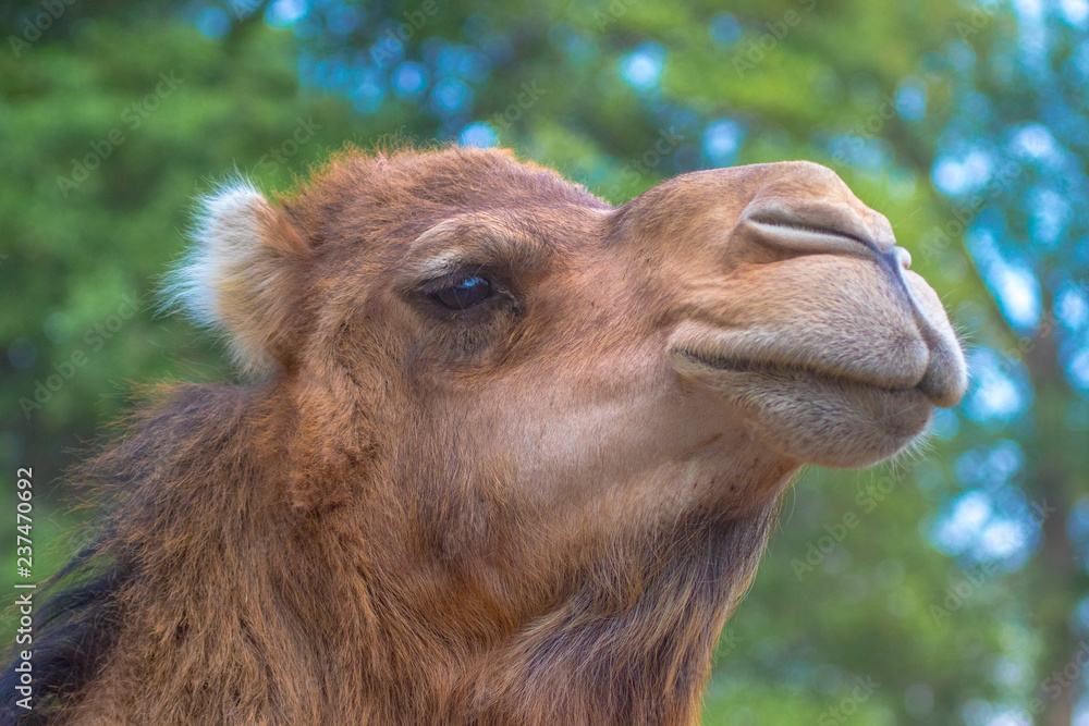 Fototapeta premium Camel Head