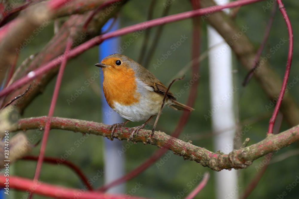 Robin in a Country Garden Hedgerow in Autumn Robin in a Country Garden Hedgerow in Autumn