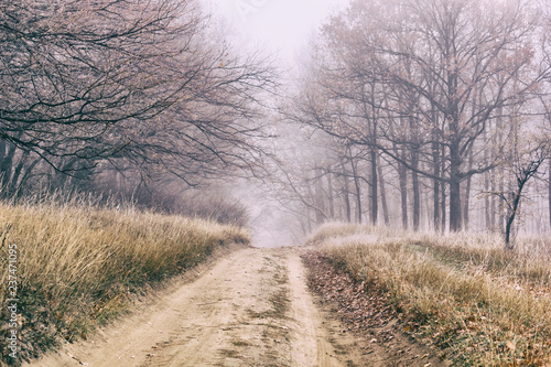 Autumn landscape - dirt road in the autumn forest with fallen leaves in the fog