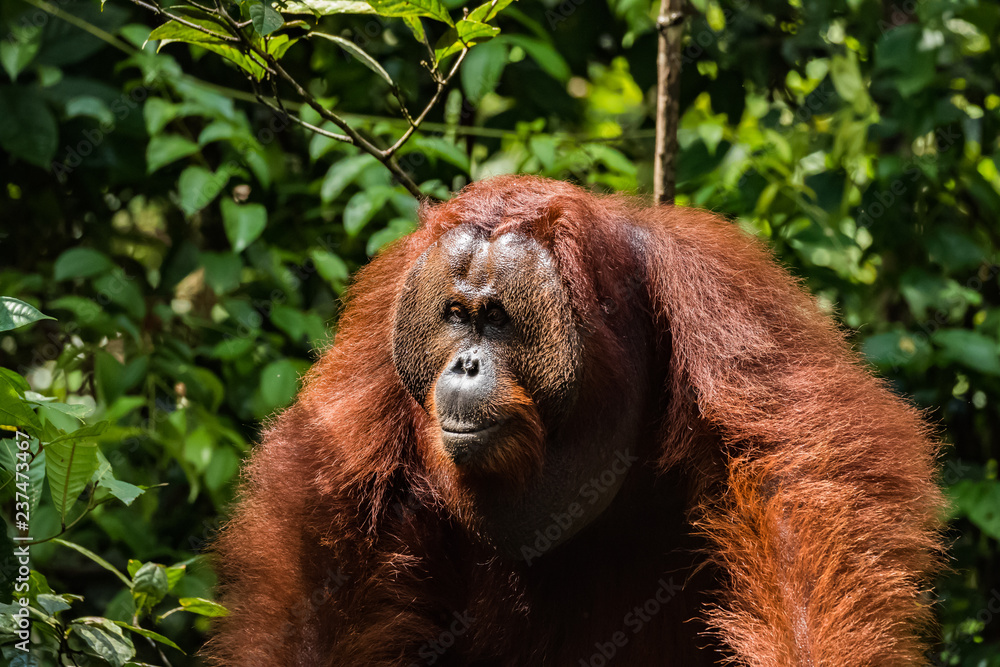 Naklejka premium orangutan