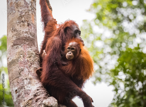 orangutan photo