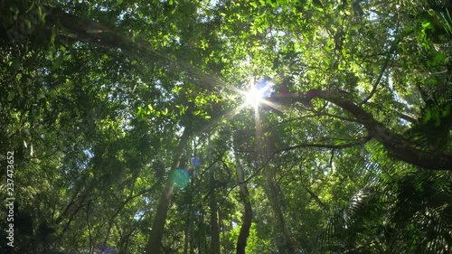 Rainforest jungle tree canopy wilderness natural ecosystem environment cinematic photo