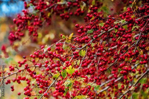 Wildbeeren im Herbst