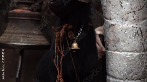 Black Goat with Bell Tied at Square in Kathmandu, Nepal Waiting for Animal Sacrifice photo