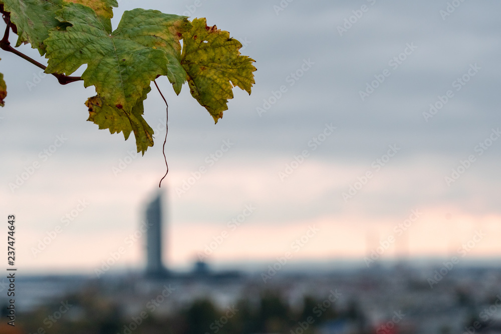 Obraz premium Weinblatt