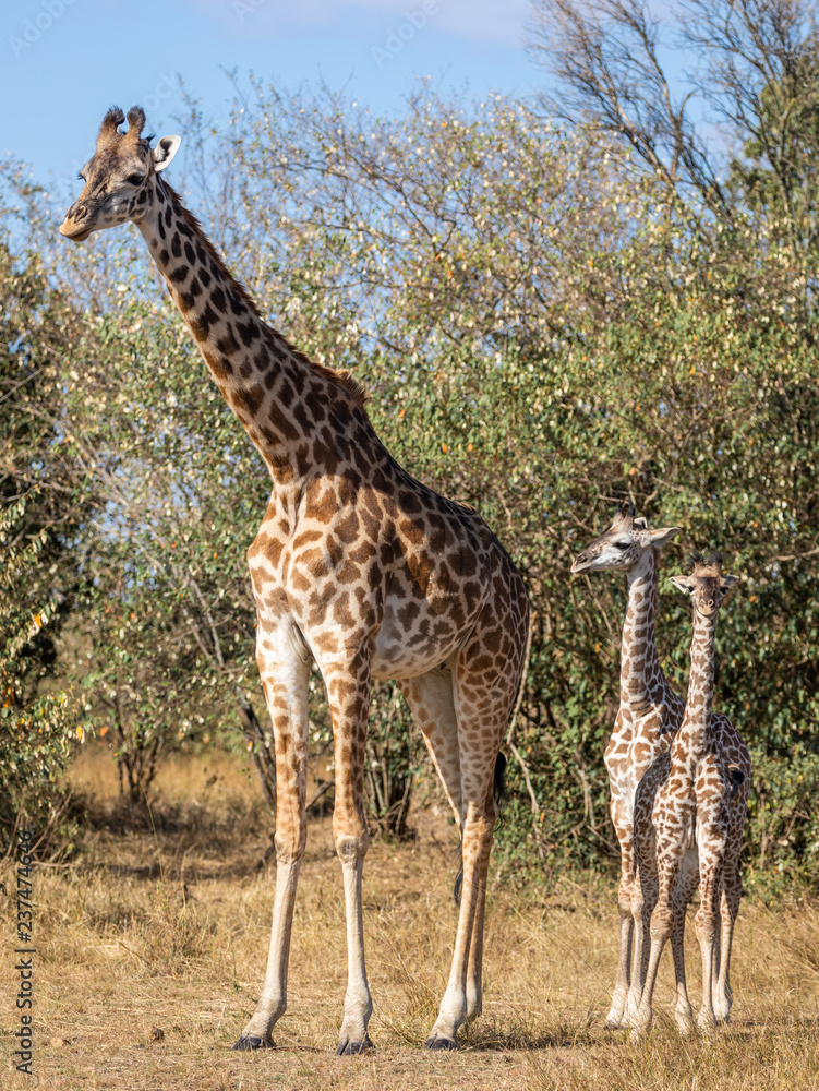 Full body portraits of masai giraffe family, with mother and two young offspring in African bush landscape with trees in background