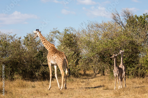 Full body portraits of masai giraffe family  with mother and two young offspring in African bush landscape with trees in background