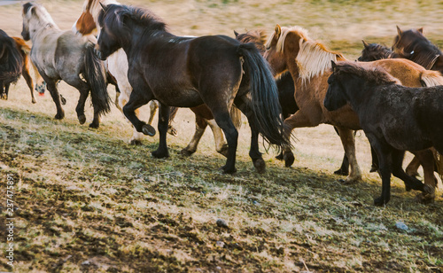 Herd of lovely Icelandic horses riding towards the meeting at the farm