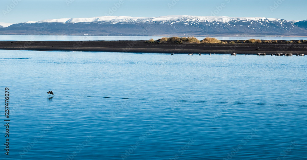 Flock of birds flying low on a calm lake with snowcapped mountains north of Europe.