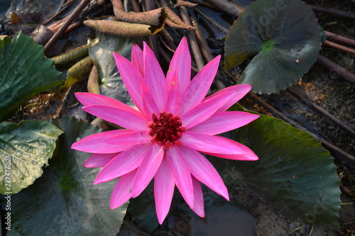 loto flor