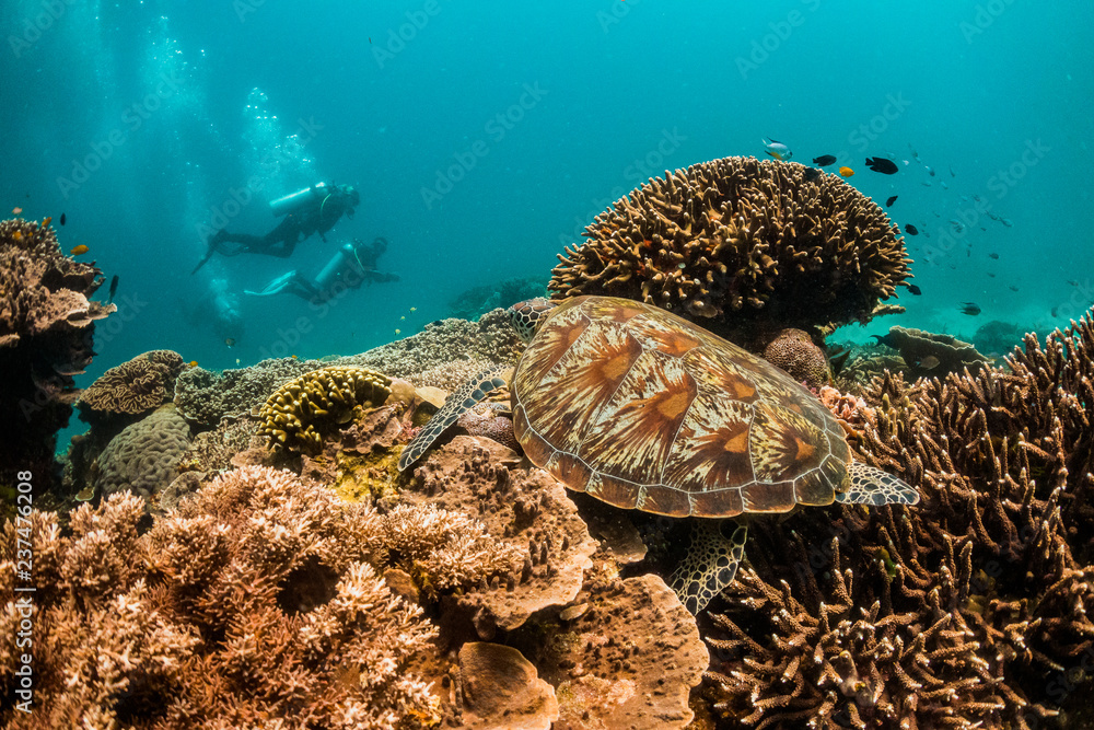 Fototapeta premium Green and hawksbill sea turtles swimming and resting in clear ocean. Coral reef and divers in the background