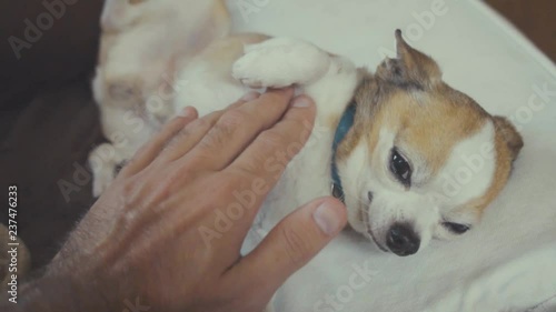 Wallpaper Mural Hand of anonymous man gently rubbing belly of cute tiny chihuahua dog Torontodigital.ca