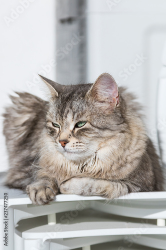 Hypoallergenic pet of livestock. siberian cat with grey hair