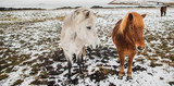 Horses of Icelandic race in a snowy enclosure, environmentalists try to preserve the purity of the species.