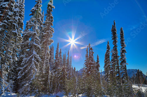 Starry trees and snow