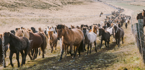 Wallpaper Mural Herd of lovely Icelandic horses riding towards the meeting at the farm Torontodigital.ca