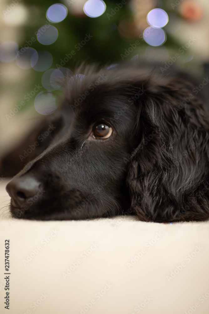 Cocker spaniel lying down, looking sad, with Christmas lights behind.