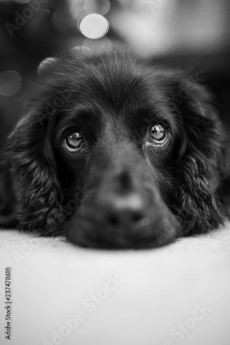 Obraz na plátne Close up portrait of cocker spaniel lying down, with short depth of field and fo