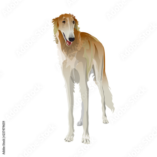 Russian borzoi dog
