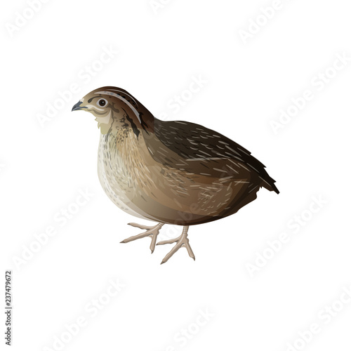 Bird quail vector