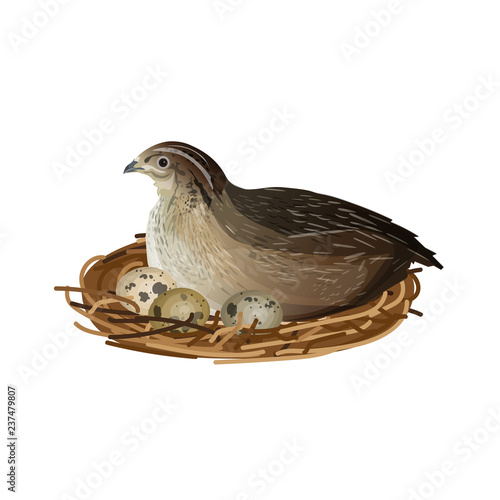 Quail at nest