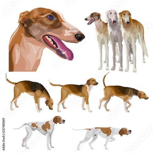 Set of hunting dog