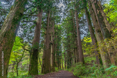 箱根芦ノ湖周辺の風景 旧東海道 箱根宿の杉並木