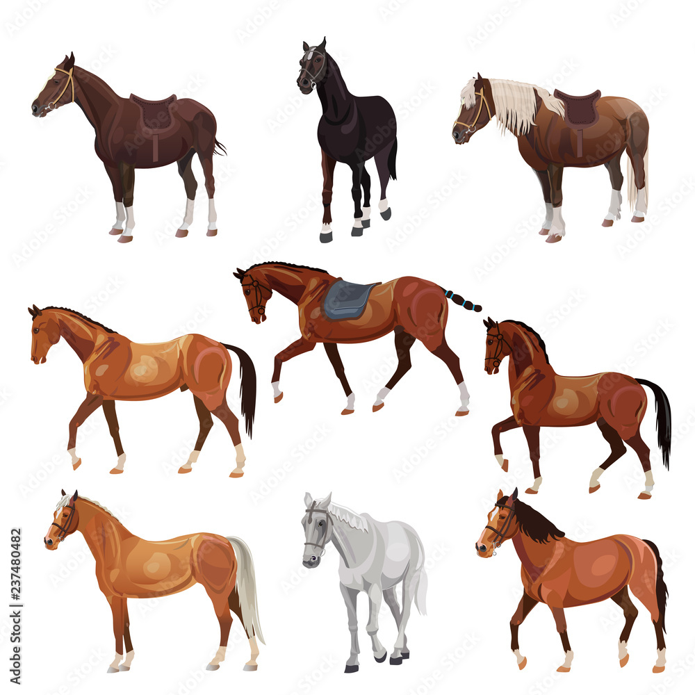 Horses in various poses Horses in various poses