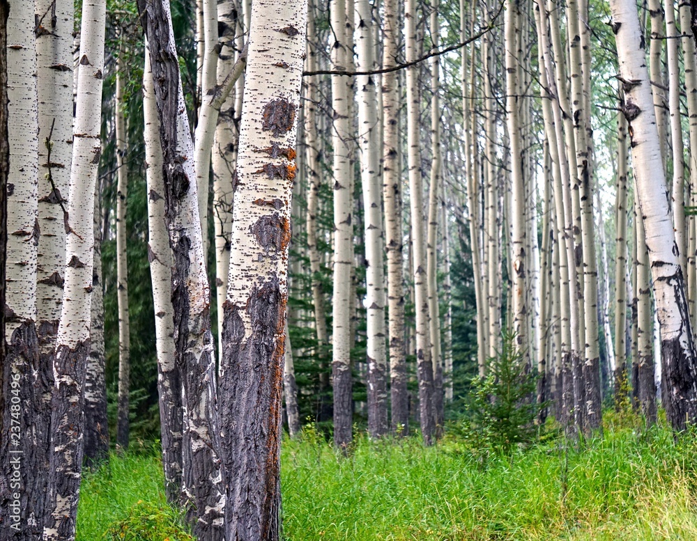 Obraz premium seeing the trees in the forest