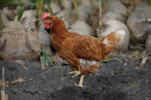 Hen chick rearing in natural and soil black.