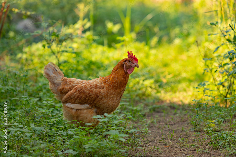 Fototapeta premium Hen chick rearing in natural and soil black.