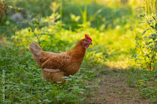 Hen chick rearing in natural and soil black.