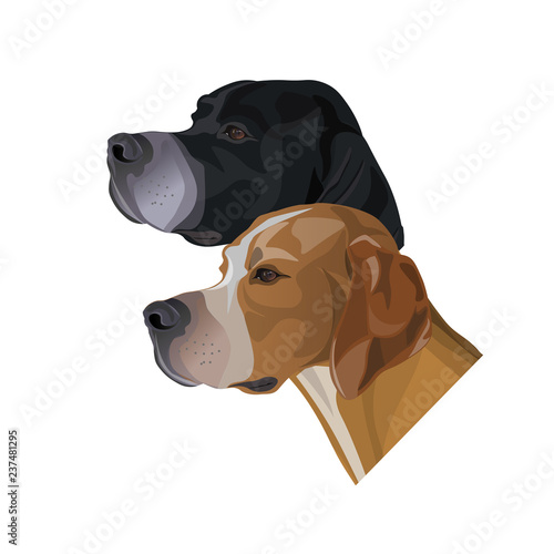 Portraits of English pointer dogs