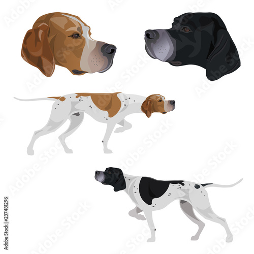 English pointer set