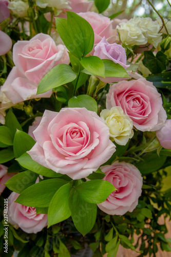 Beautiful roses close-up picture