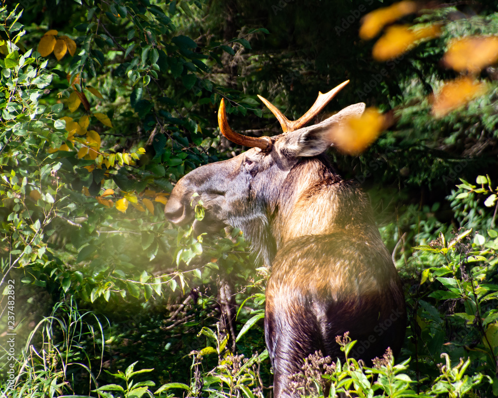 A yound bull moose hiding in the Adirondack Mountains forest.