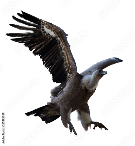 Griffon vulture flying isolated