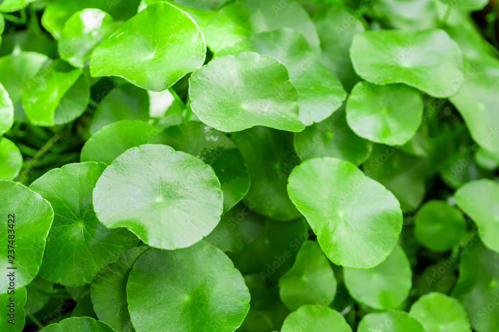 Herbal medicine leaves nature background of Centella asiatica known as gotu kola Herbal medicine leaves nature background of Centella asiatica known as gotu kola