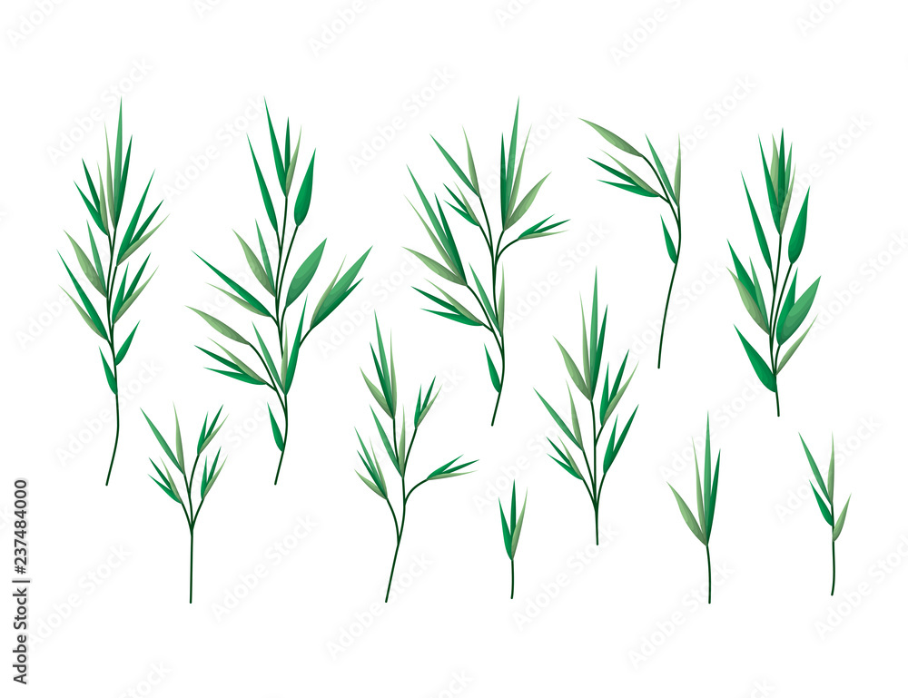 Fototapeta premium set of laurel leafs