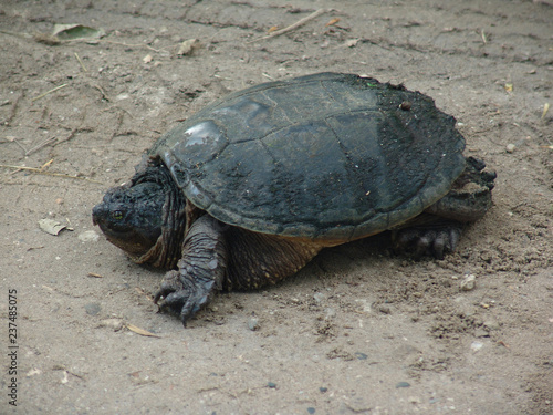 Snapping turtle on dirt road