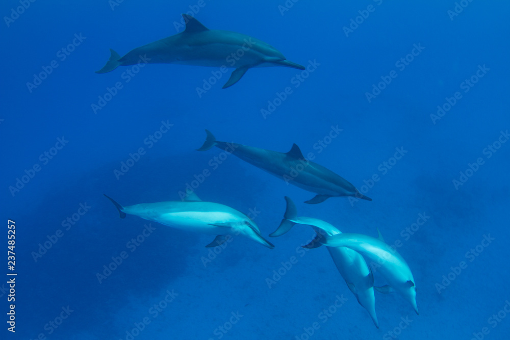 Pod of Hawaiian Spinner Dolphins off Kona, Big Island, Hawaii Pod of Hawaiian Spinner Dolphins off Kona, Big Island, Hawaii
