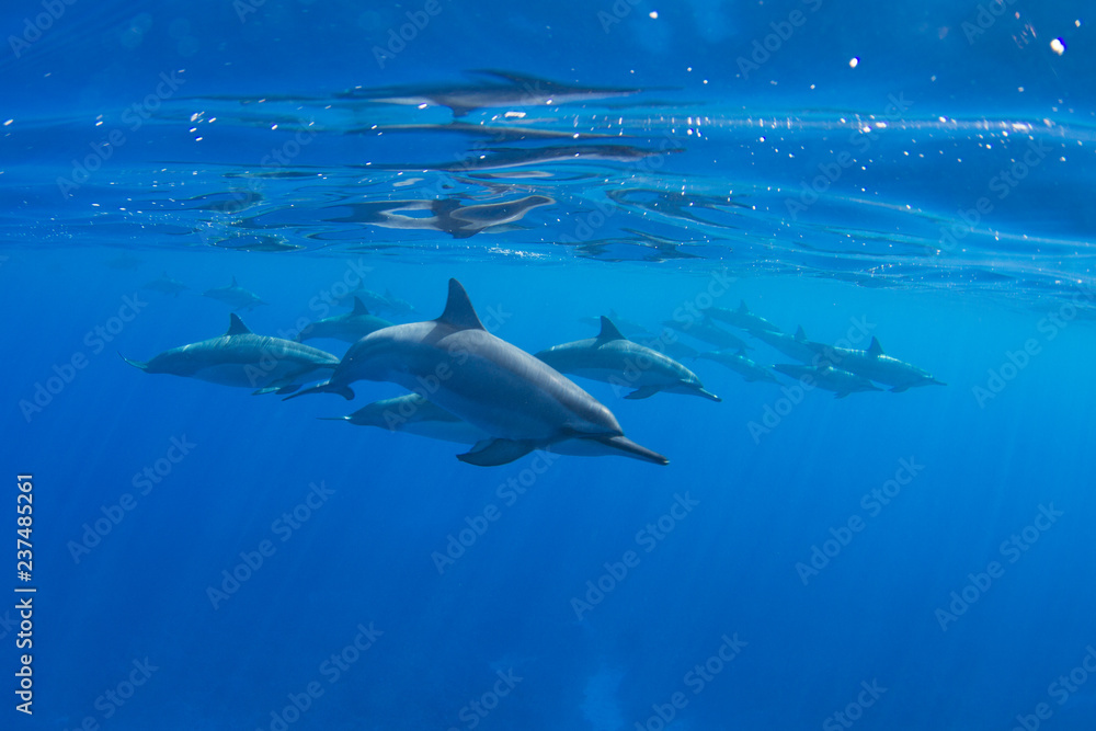 Obraz premium Pod of Hawaiian Spinner Dolphins off Kona, Big Island, Hawaii