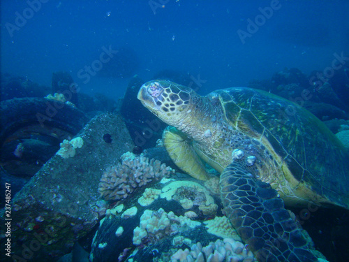 Green Sea Turtle suffering from Fibropapillomatosis tumors © Peter Clark