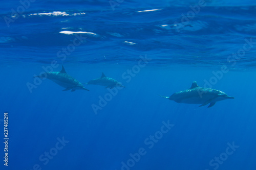 Pod of Hawaiian Spinner Dolphins off Kona, Big Island, Hawaii