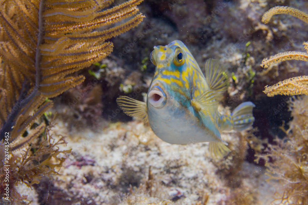 Scrawled Cowfish in Florida Keys Scrawled Cowfish in Florida Keys