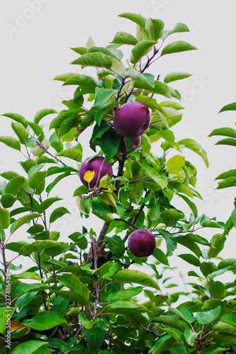 Wallpaper Mural Group of red delicious apples hanging from a tree Torontodigital.ca