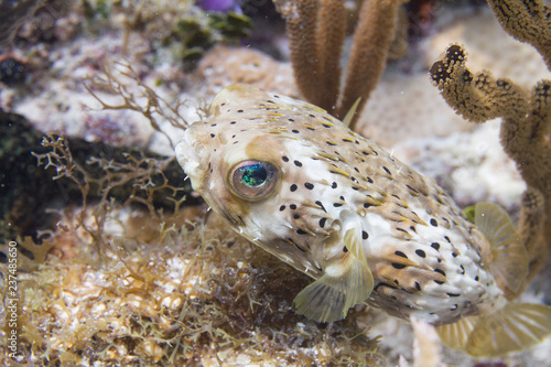 Long-Spine Porcupinefish on Coral Reef of the Florida Keys