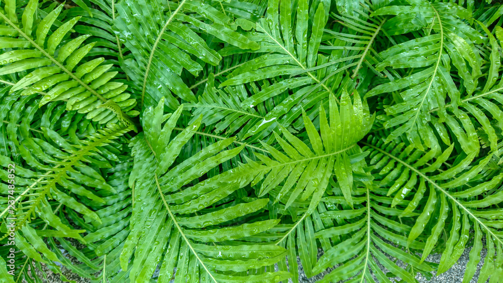 Green leaf background Green leaf background