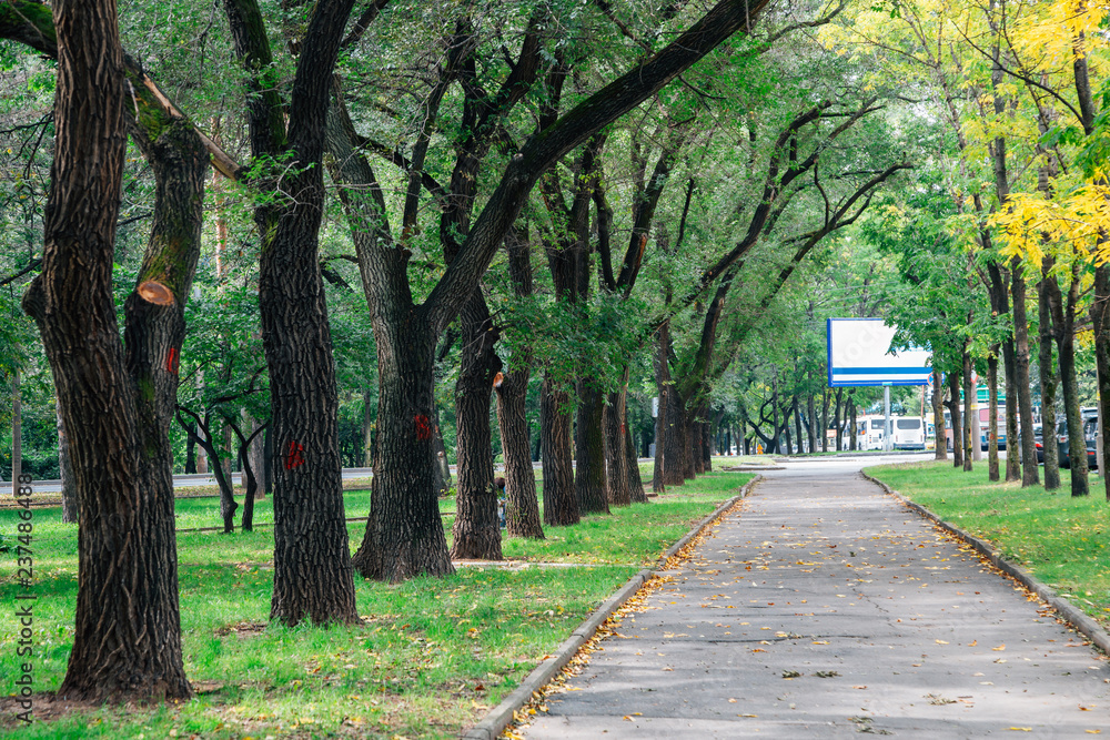 Green tree lined road in Khabarovsk, Russia Green tree lined road in Khabarovsk, Russia