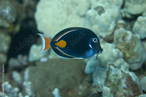 Achilles Tang on Coral Reef off Maui, Hawaii © Peter Clark